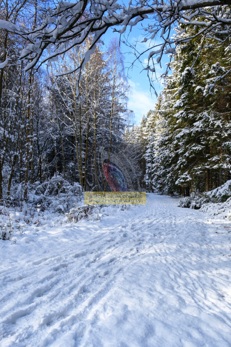 "Devilla Forest in Scotland" by Jeremy Lavender Photography - $37.29 "Devilla Forest in Scotland" stock image