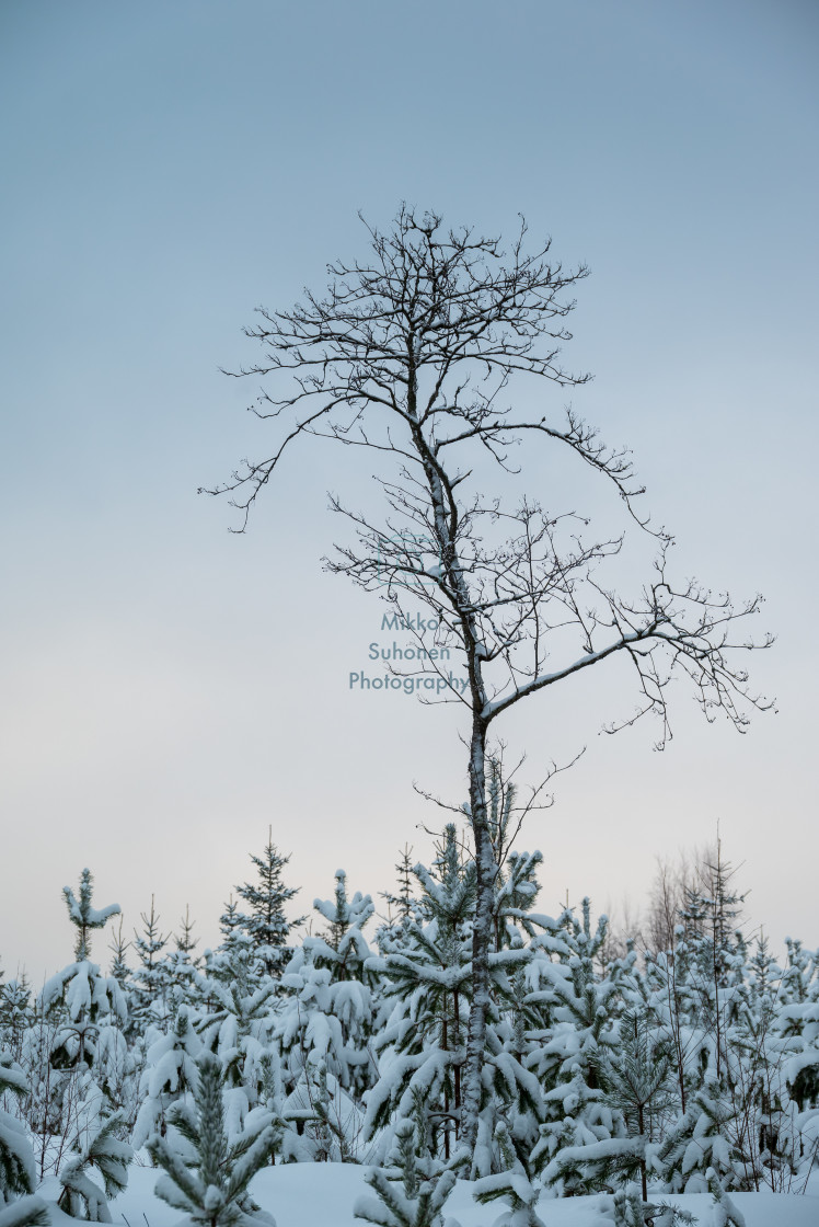 "Winter tree" stock image