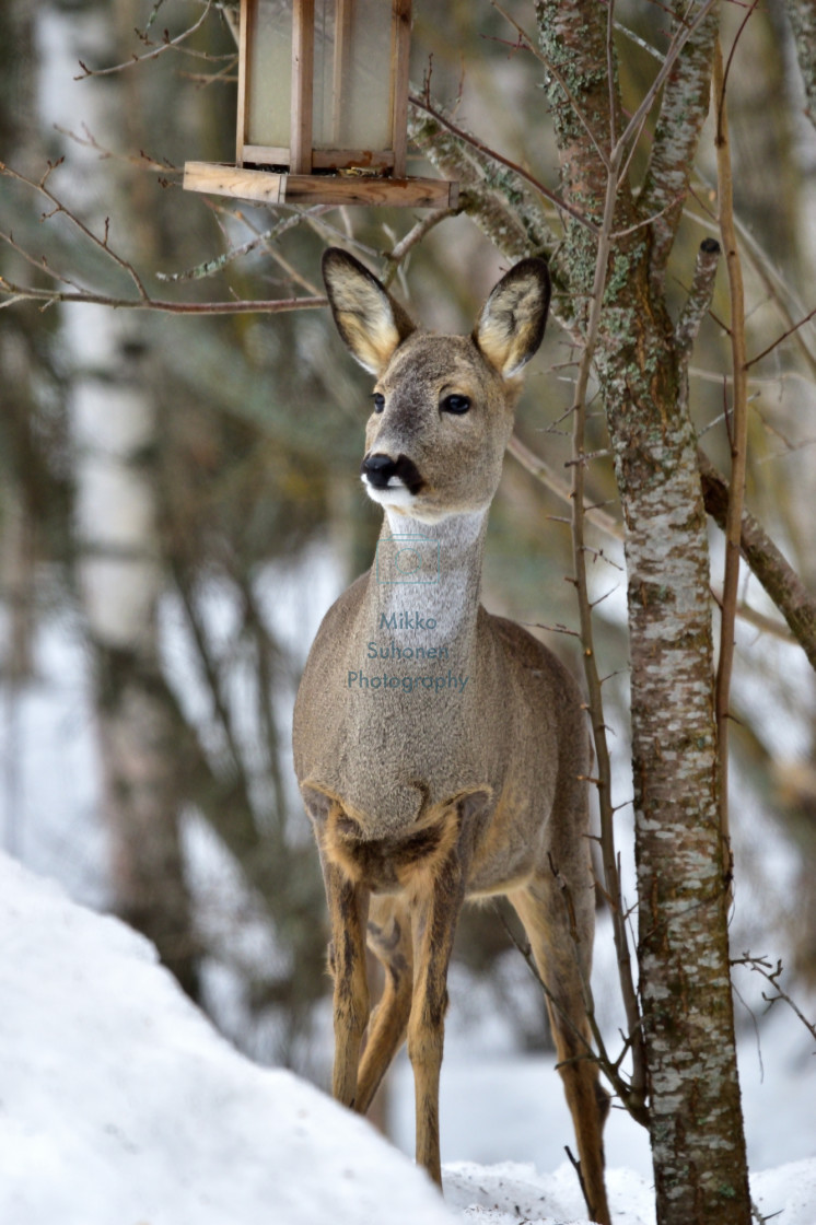"Deer animal" stock image
