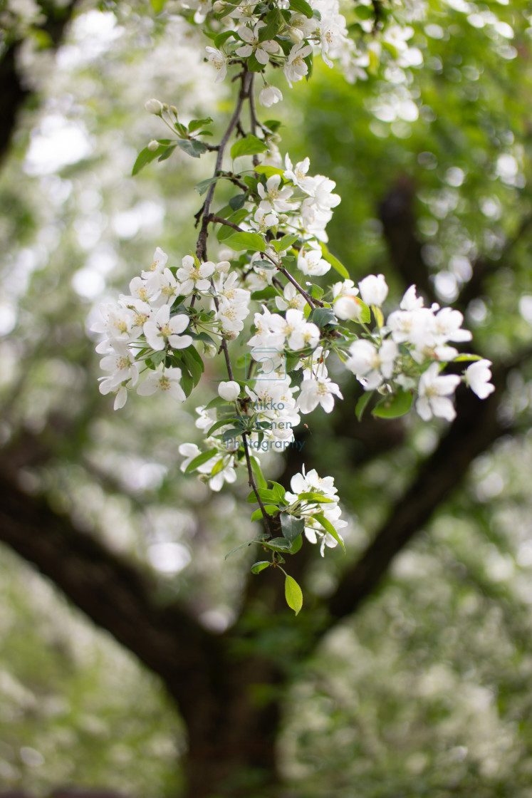 "Apple tree blooming" stock image