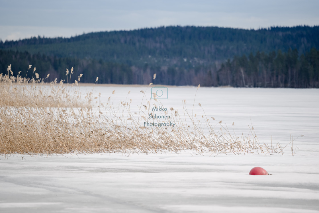 "Reeds and buoy" stock image