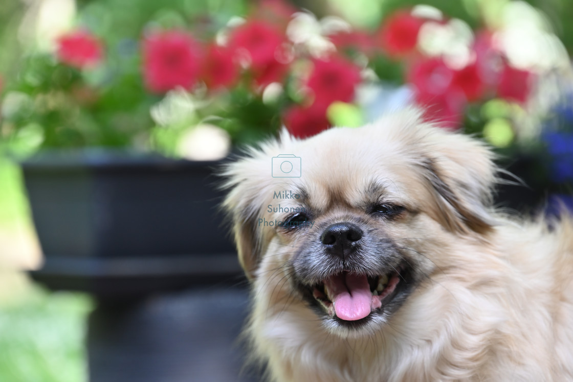 "Happy dog" stock image