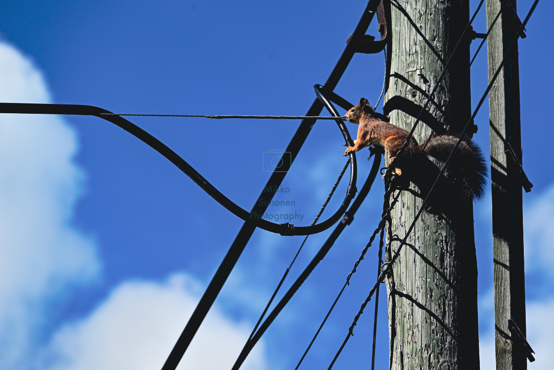 "Squirrel on powerlines" stock image