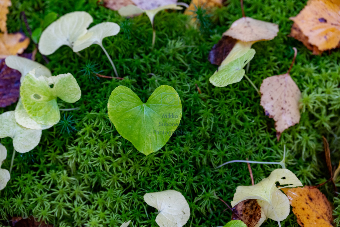 "Heart shaped leaf" stock image