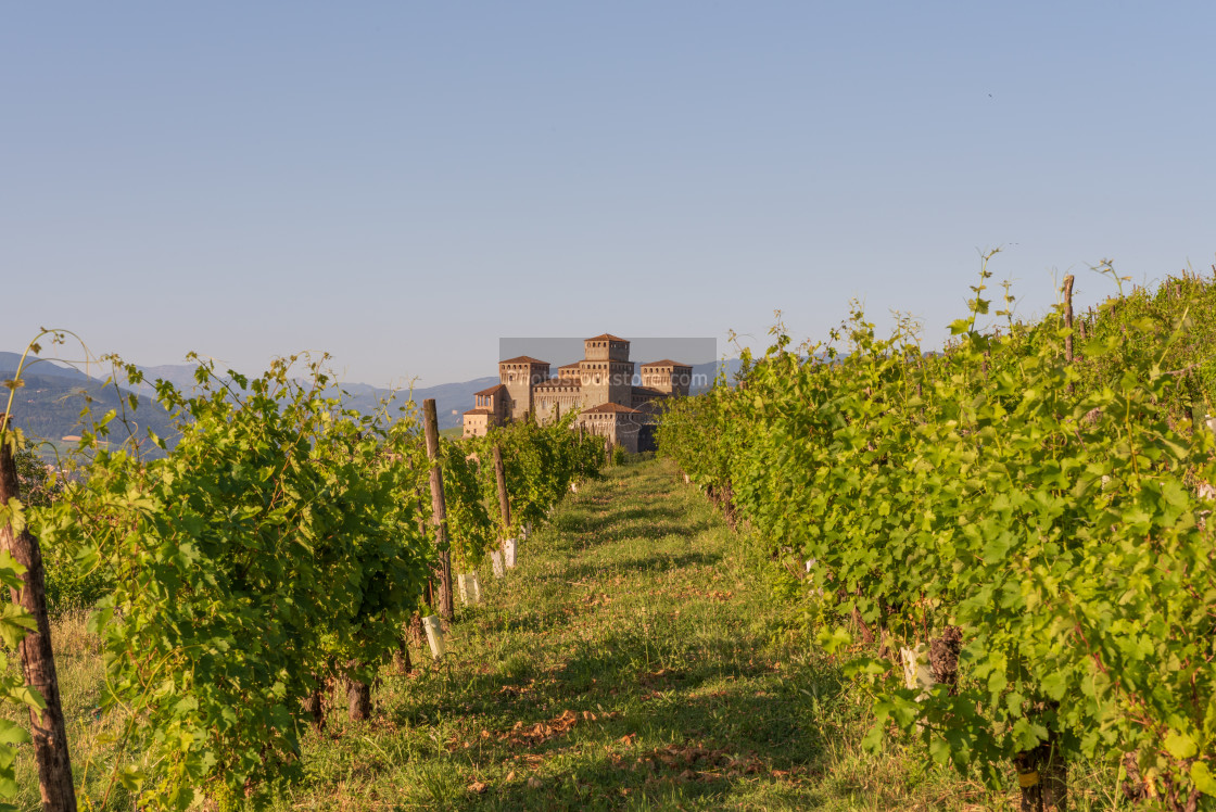 "view of a castle from a vineyard on the Italian hills" by Brambilla Simone - £6.72 "view of a castle from a vineyard on the Italian hills" stock image