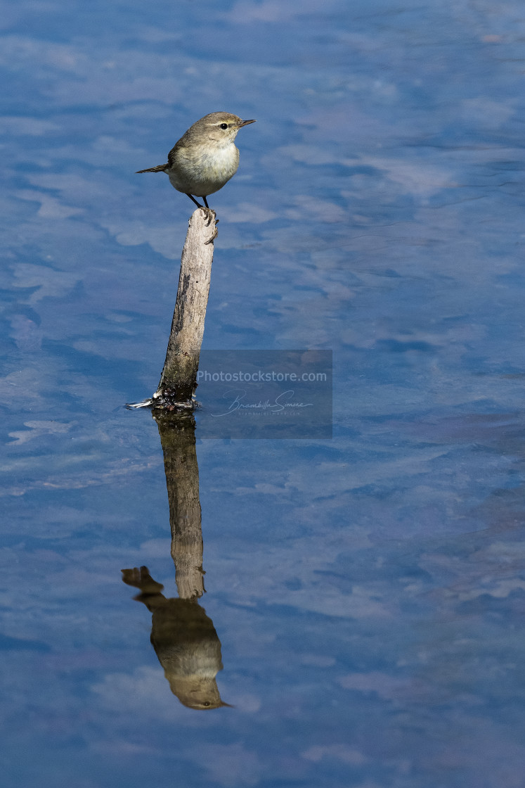 "Common chiffchaff on branch in water" by Brambilla Simone - £6.87 "Common chiffchaff on branch in water" stock image