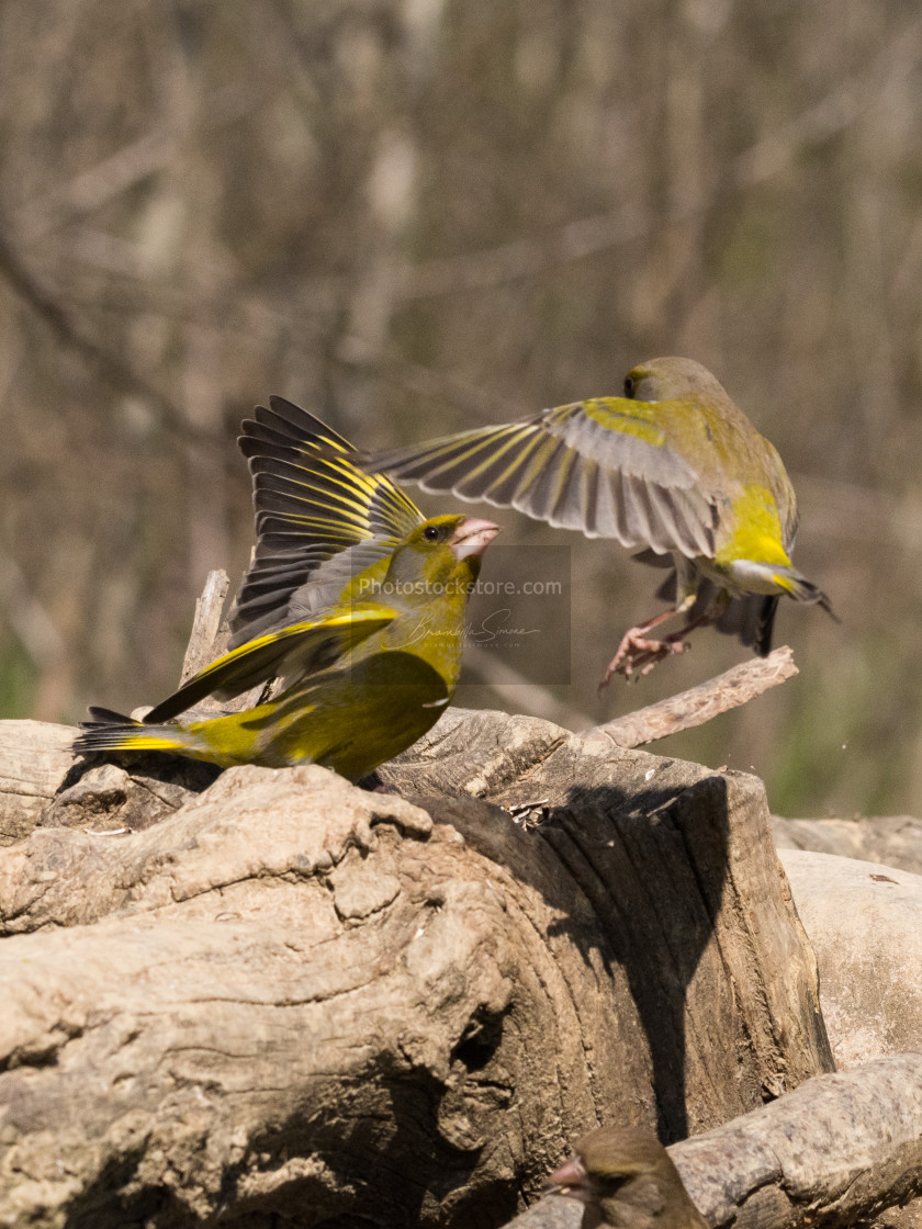 "European greenfinch that compete for food" by Brambilla Simone - £6.87 "European greenfinch that compete for food" stock image