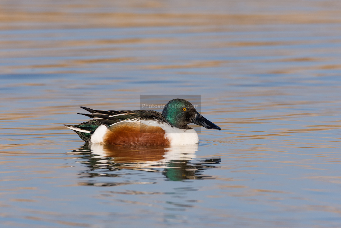 "The northern shoveler (Spatula clypeata) Mestolone (male duck)" by Brambilla Simone - £6.87 "The northern shoveler (Spatula clypeata) Mestolone (male duck)" stock image