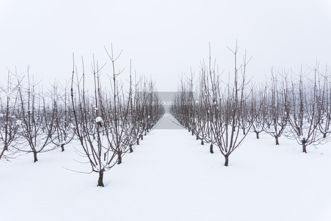 "Snowy orchard on a winter day" by Brambilla Simone - £5.00 "Snowy orchard on a winter day" stock image