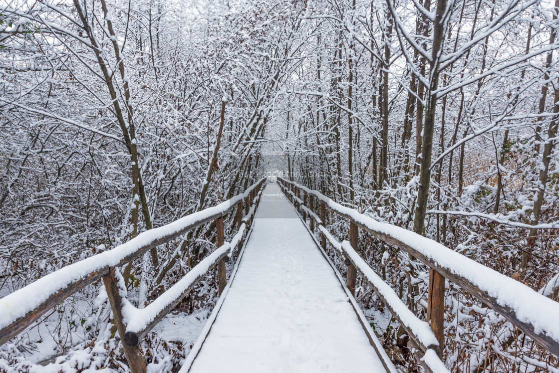 "Wooden walkway through the snowy forest on a winter day" by Brambilla Simone - £5.00 "Wooden walkway through the snowy forest on a winter day" stock image