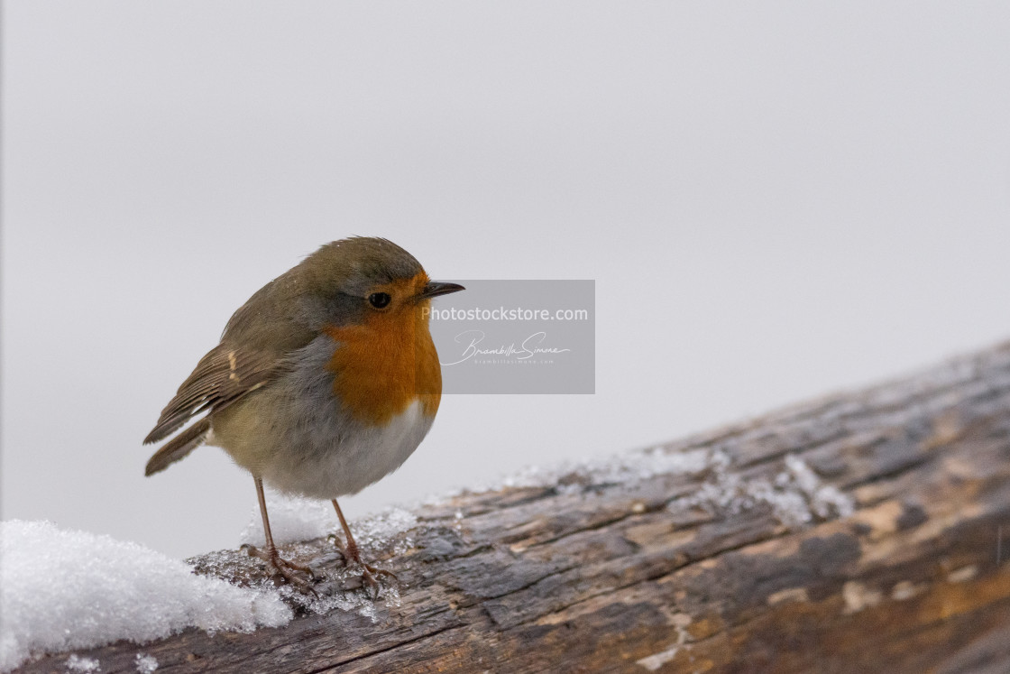 "Small robin perched on a snowy wooden branch" by Brambilla Simone - £5.00 "Small robin perched on a snowy wooden branch" stock image
