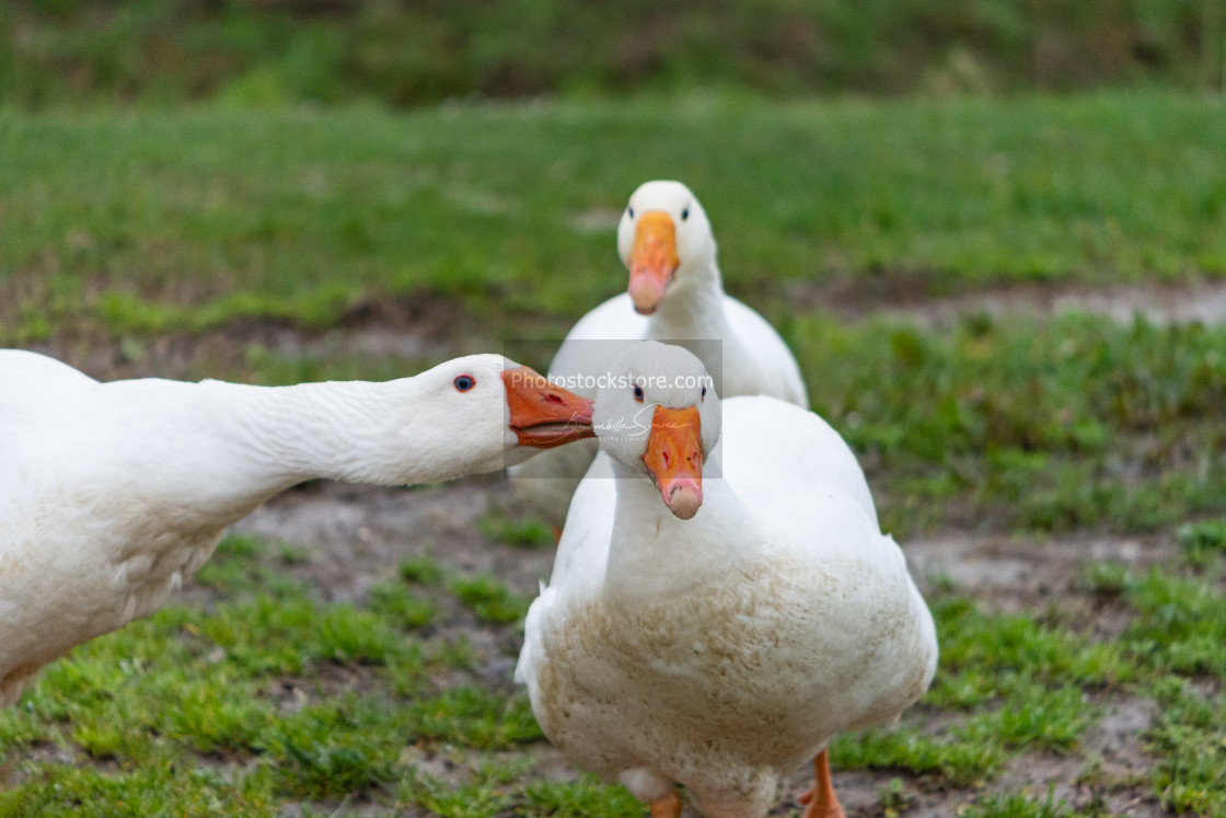 "Domestic goose appears to be whispering in the ear to a similar" by Brambilla Simone - £5.00 "Domestic goose appears to be whispering in the ear to a similar" stock image
