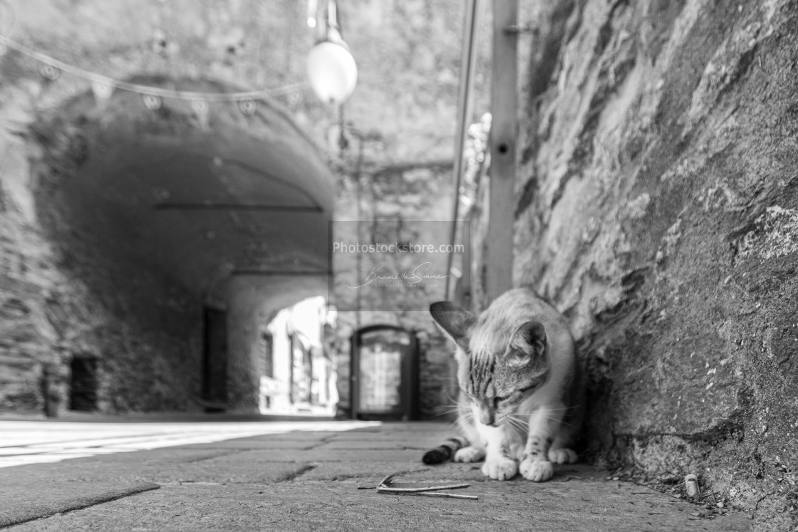 "A cat observes a wooden twig on the ground in a street of a vill" by Brambilla Simone - £5.00 "A cat observes a wooden twig on the ground in a street of a vill" stock image