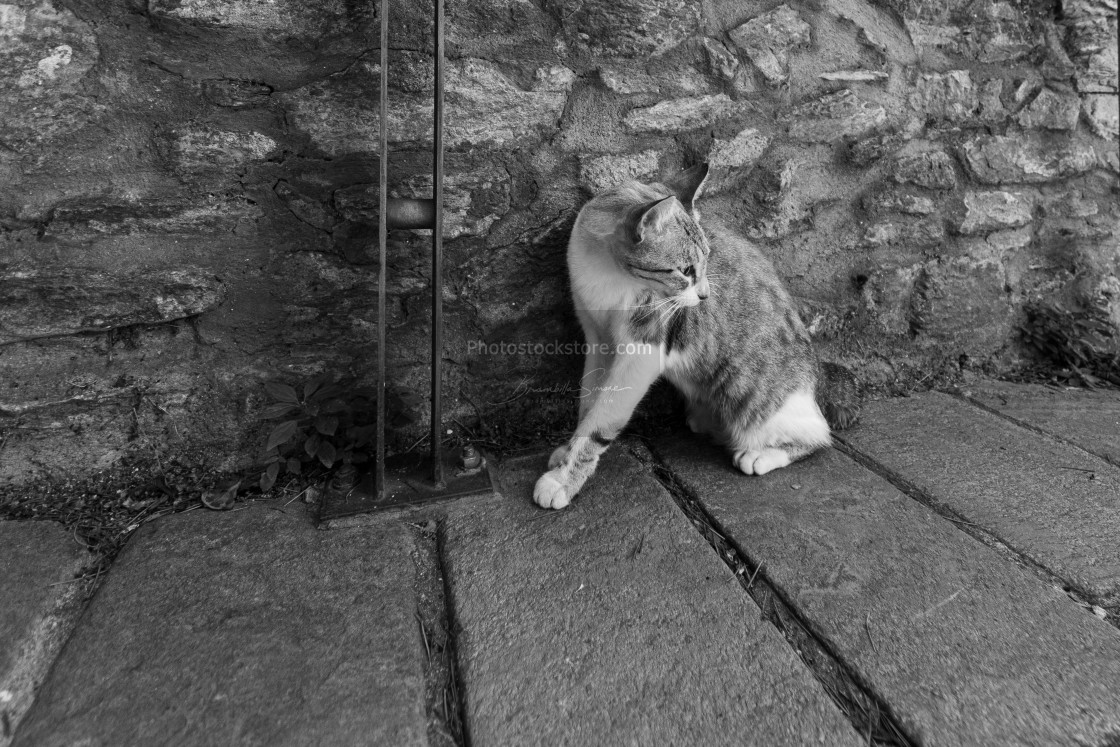 "A cat looks around curiously in a street of a village" by Brambilla Simone - £5.00 "A cat looks around curiously in a street of a village" stock image