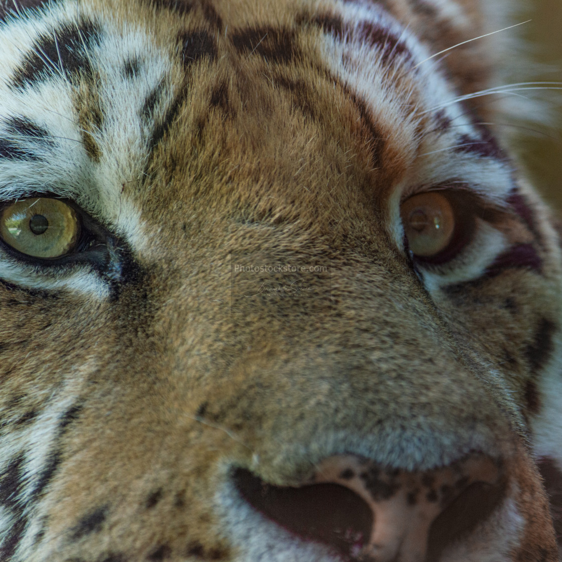"Detail of the muzzle of a large Siberian tiger" by Brambilla Simone - £5.00 "Detail of the muzzle of a large Siberian tiger" stock image