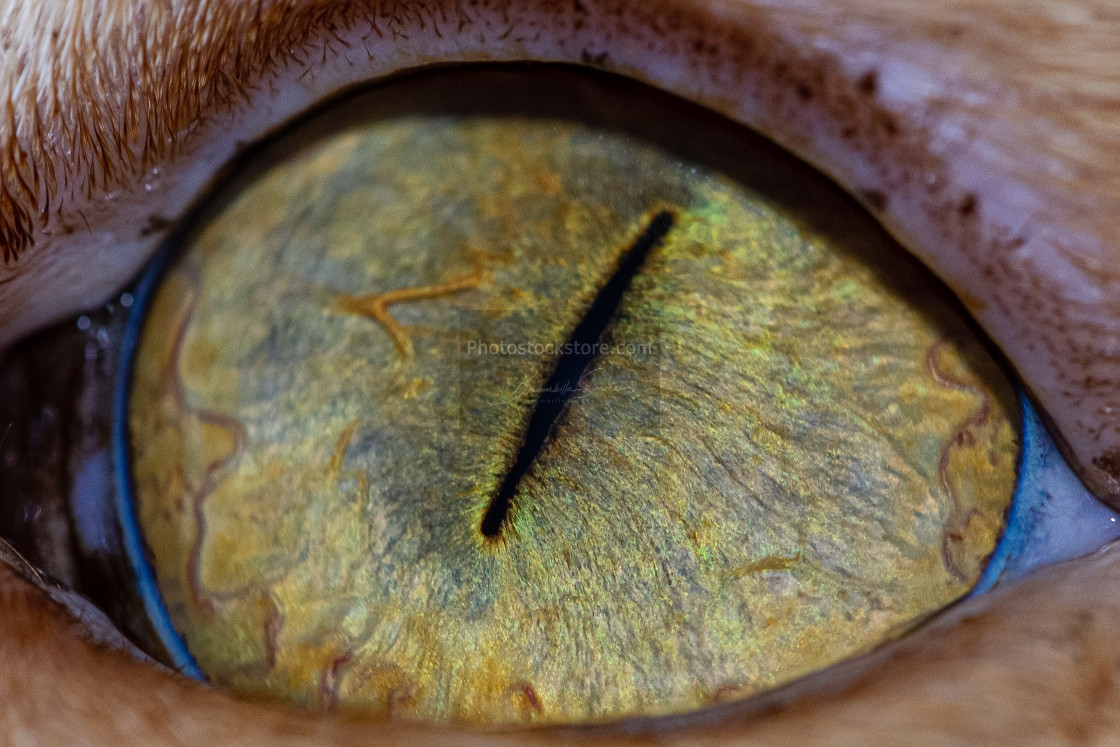 "Close up of pupil and iris of a cat's eye" by Brambilla Simone - £5.00 "Close up of pupil and iris of a cat's eye" stock image
