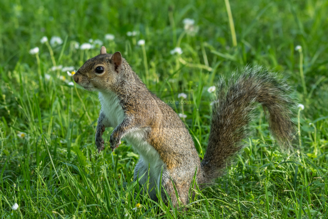 "gray squirrel in front of a tree eats a hazelnut holding it with" by Brambilla Simone - £5.00 "gray squirrel in front of a tree eats a hazelnut holding it with" stock image