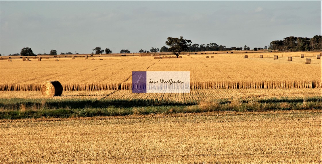 "Wheatfield" stock image