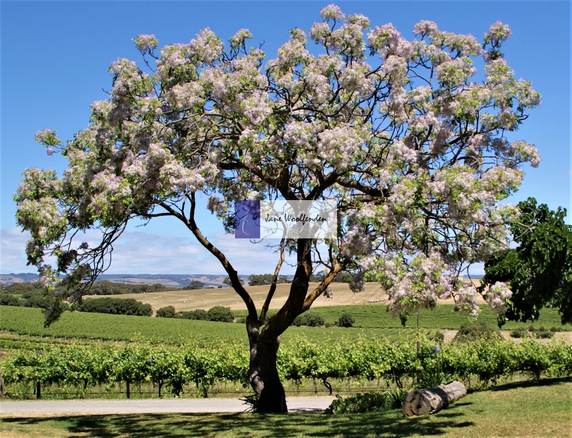 "Tree and Vineyard" stock image