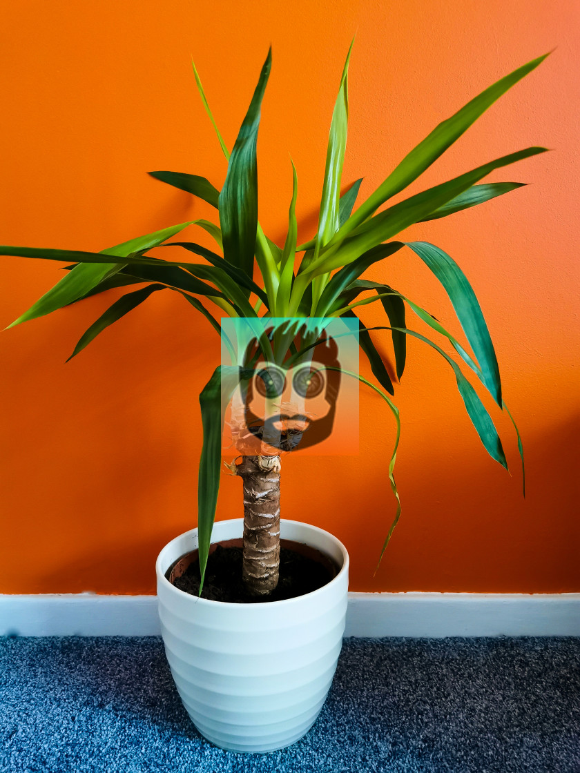 "House Plant" stock image