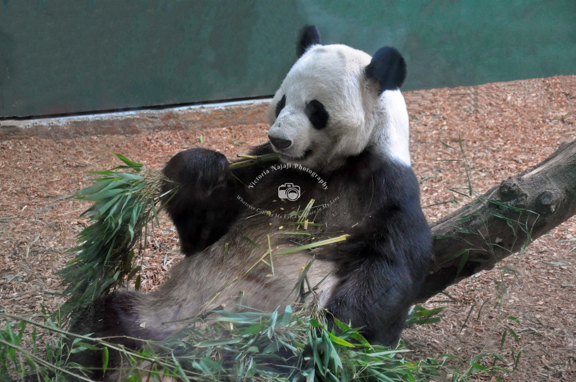 "Panda, Atlanta Zoo" stock image