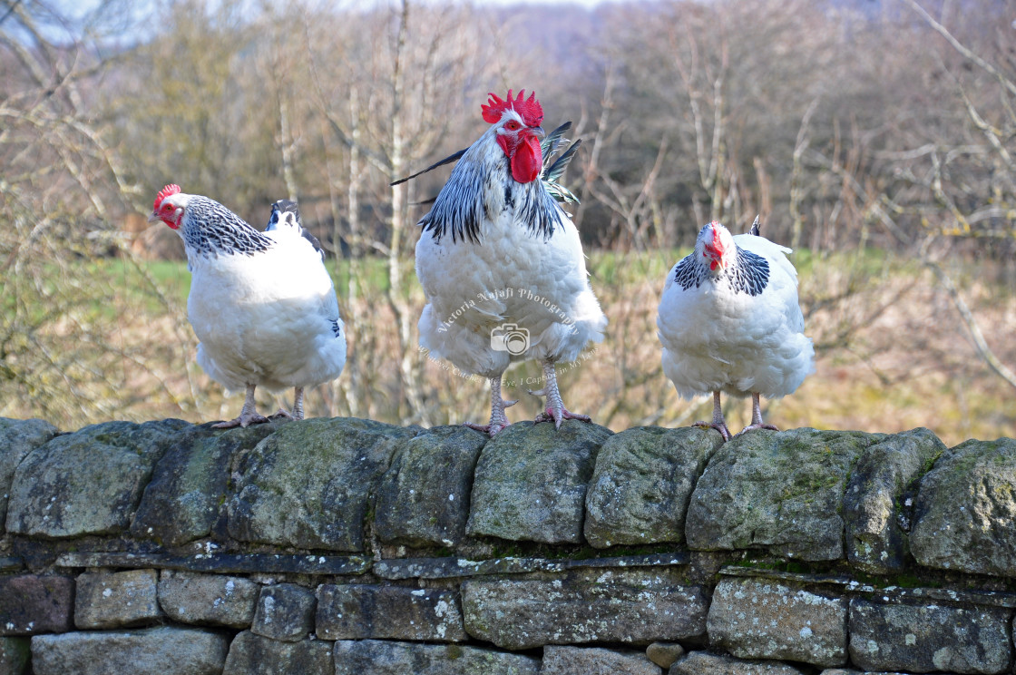 "Rooster Gang" stock image