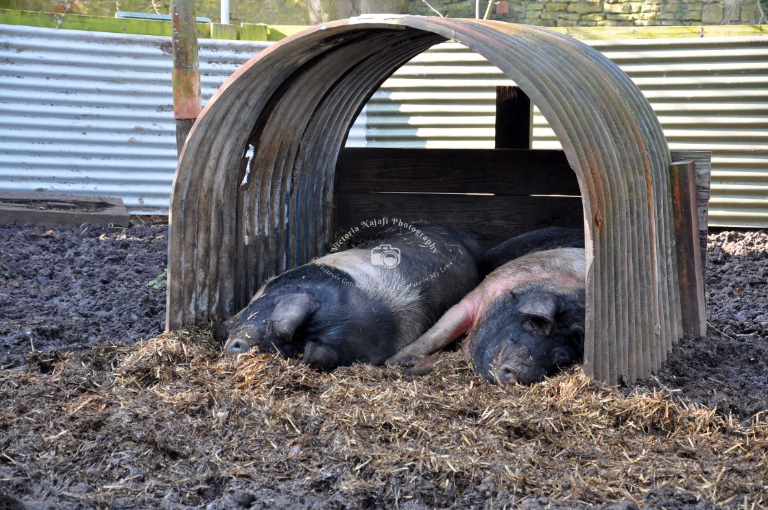 "Pigs Enjoying a Good Nap" stock image