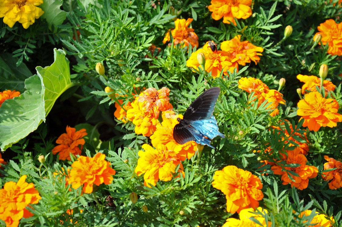 "Swallowtail Butterfly" stock image