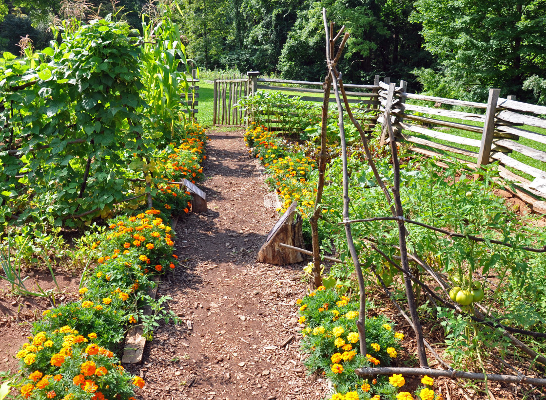 "Growing Tomatoes" stock image