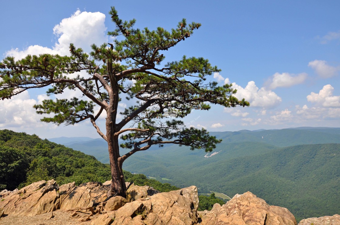 "The Blue Ridge Mountains of Virginia" stock image