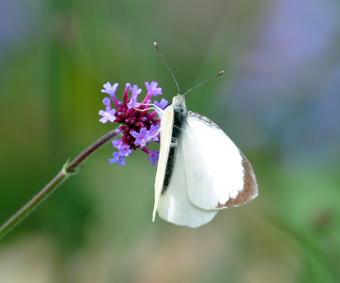 "Butterfly" stock image