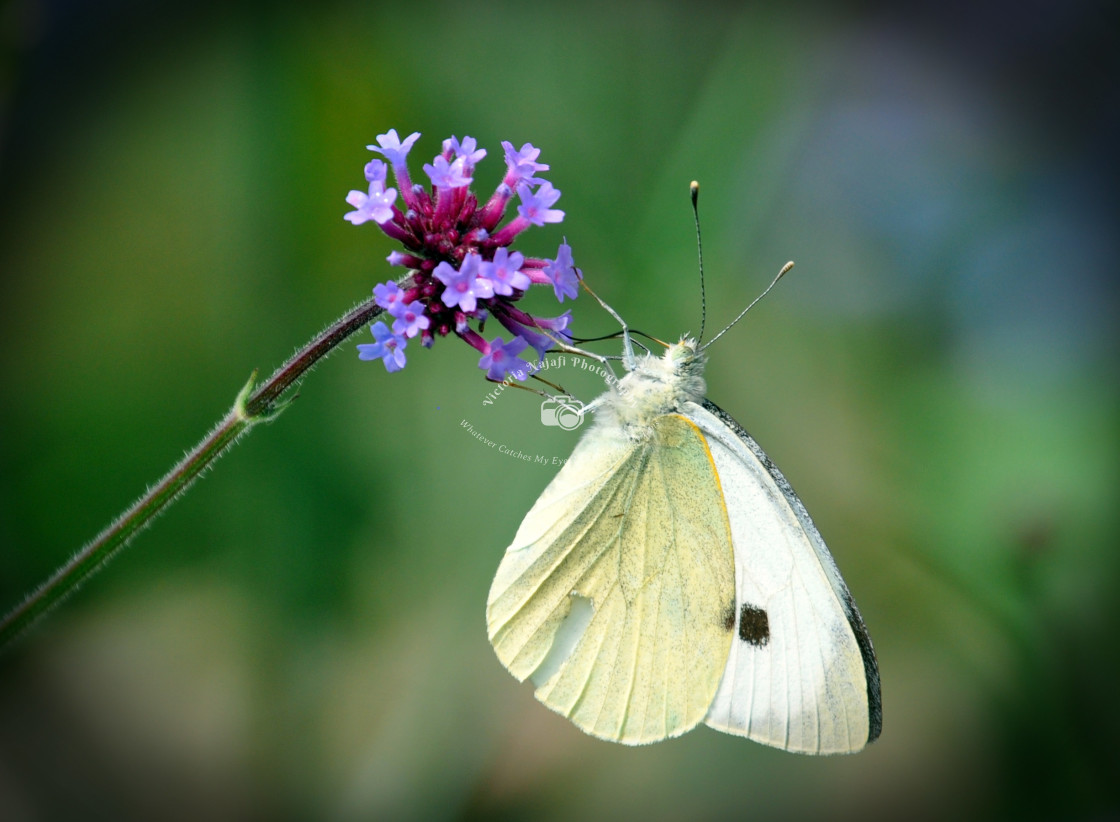 "Butterfly" stock image