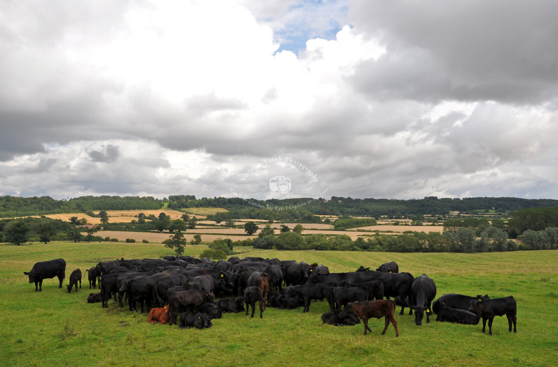 "Cows Waiting for the Storm" stock image