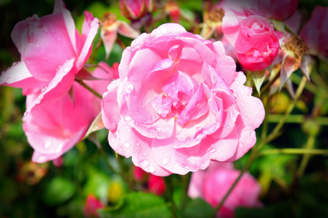 "Pink Roses" stock image