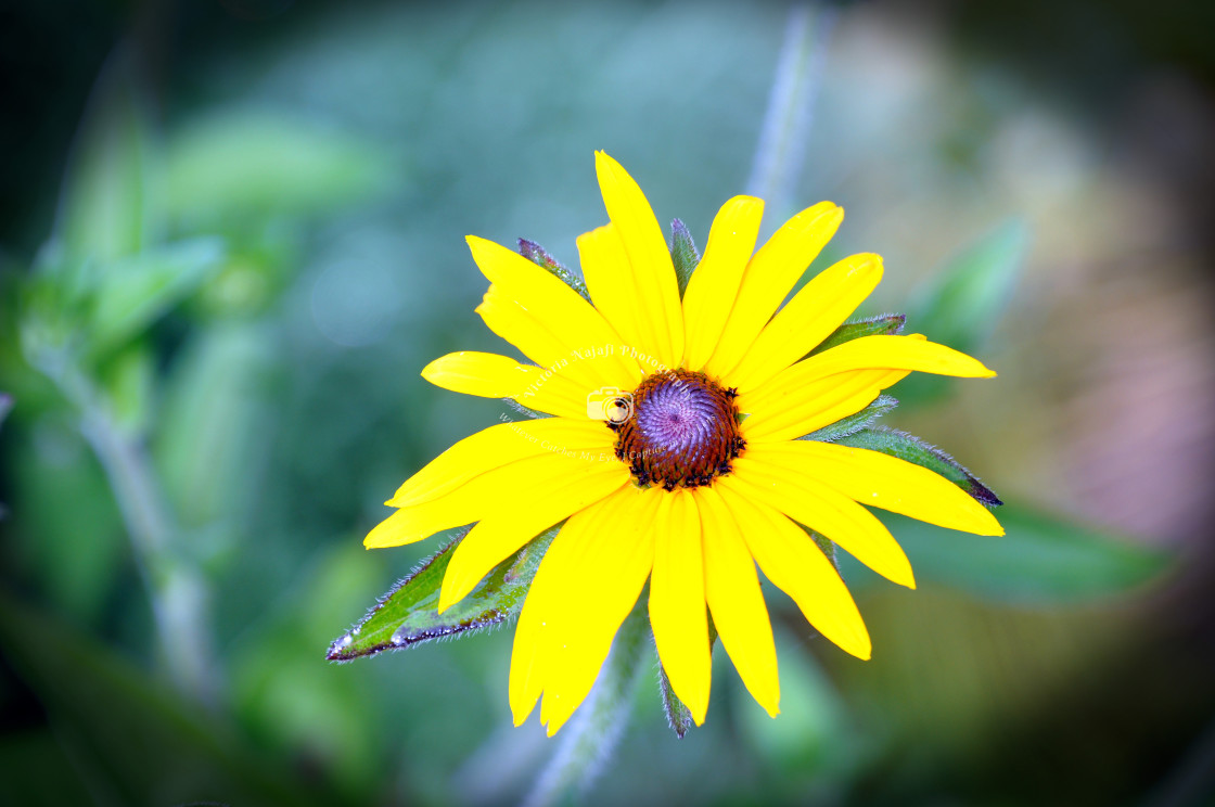 "Rudbeckia Fulgida" stock image