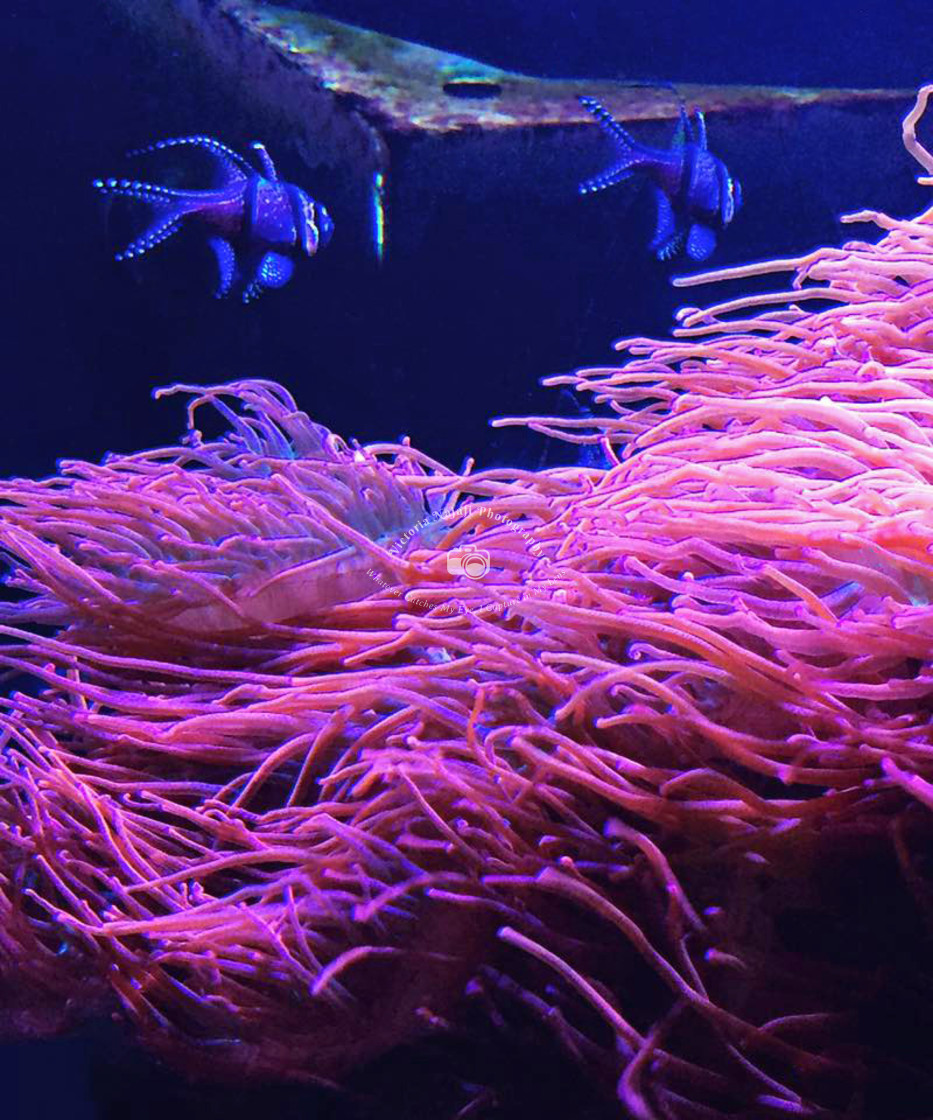 "Sea Anemone" stock image