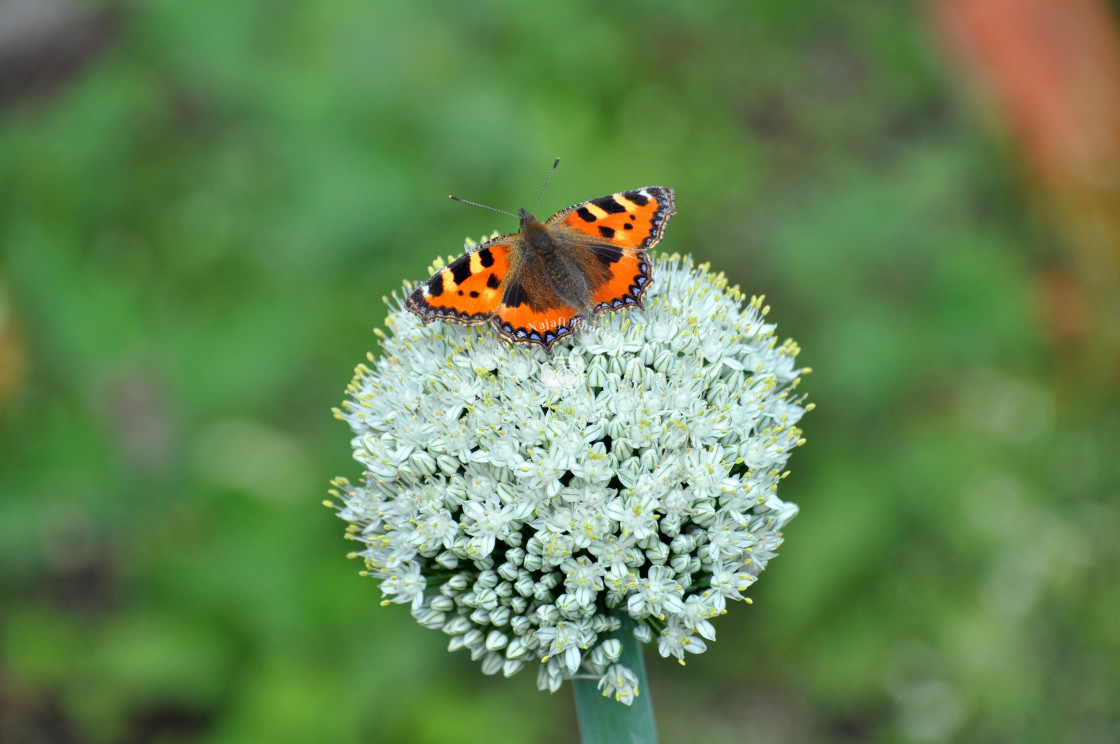 "Small Tortoiseshell Butterfly" stock image