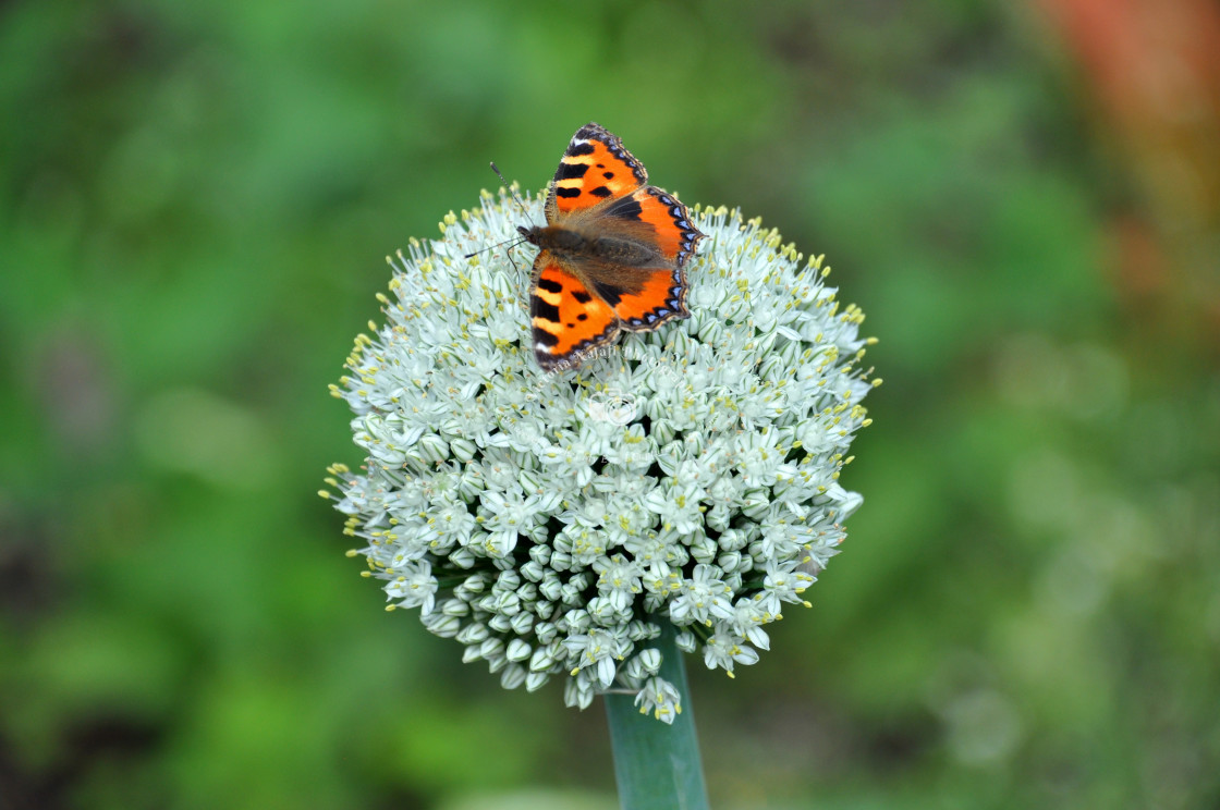 "Tortoiseshell Butterfly" stock image