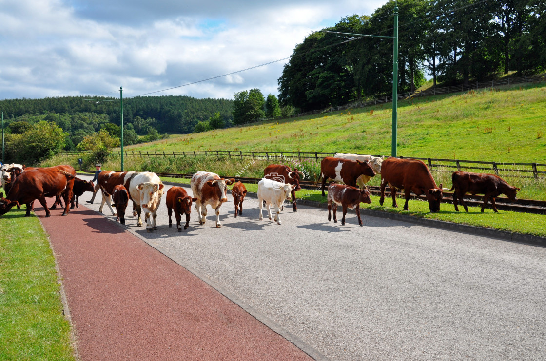 "Herding the Cows" stock image