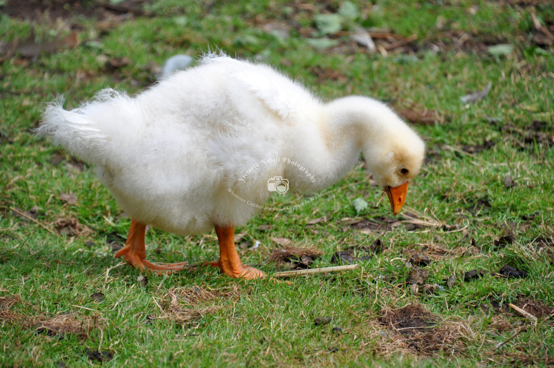 "Fluffy Gosling" stock image