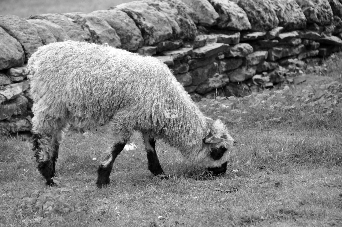 "Sheep at Home Farm" stock image