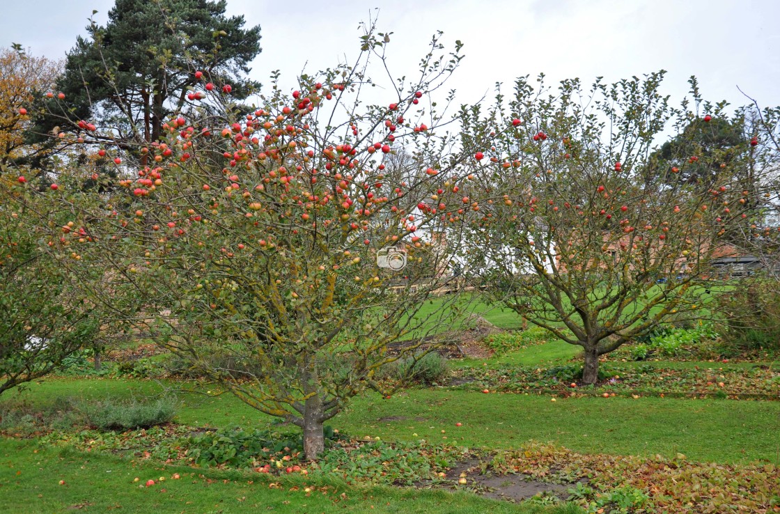 "Apple Trees" stock image