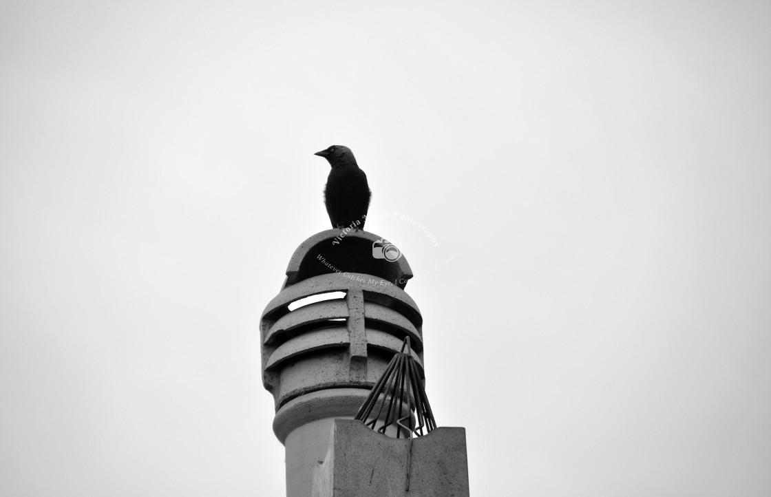 "Crow on Chimney" stock image