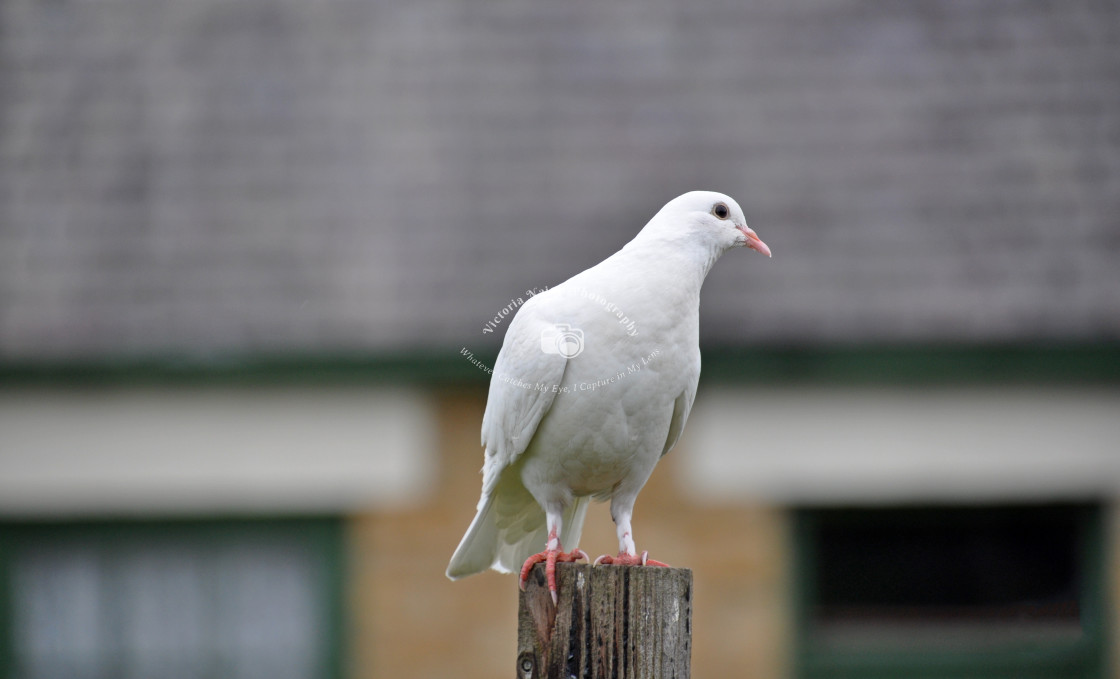 "Dove" stock image