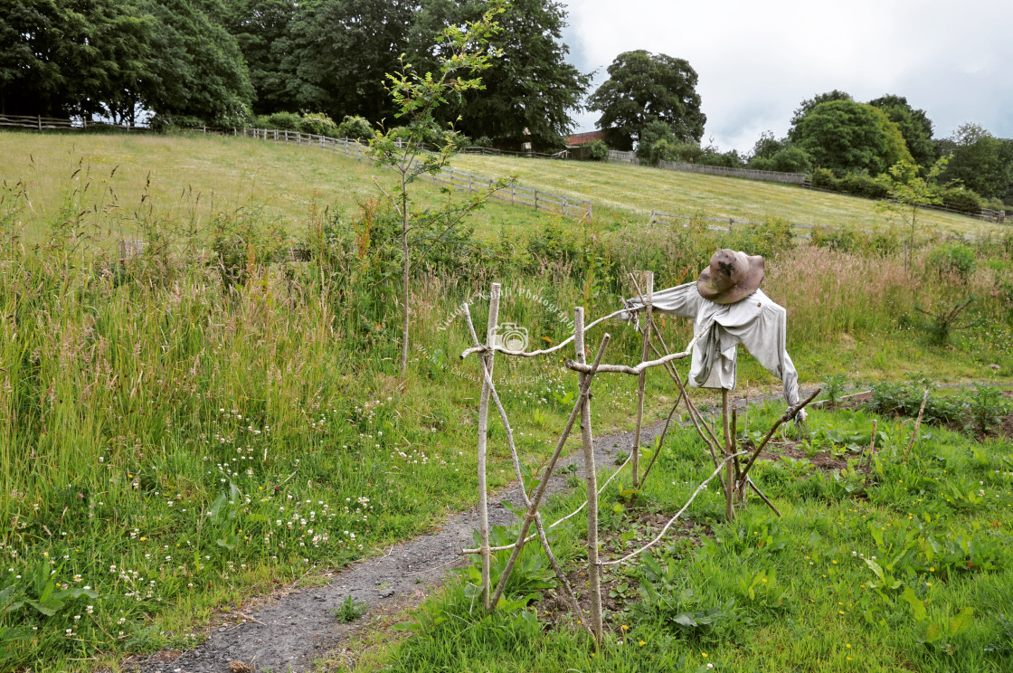 "Scarecrow" stock image