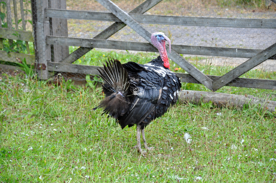 "Home Farm Turkey" stock image