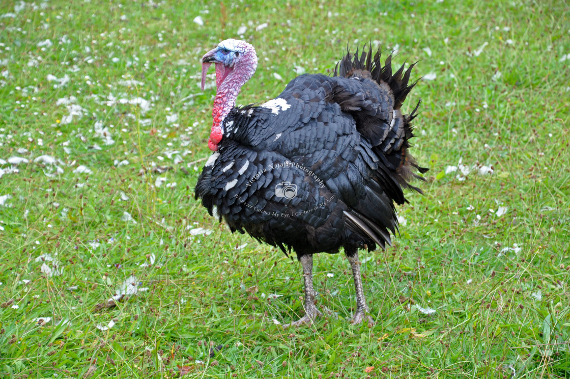 "Home Farm Turkey" stock image