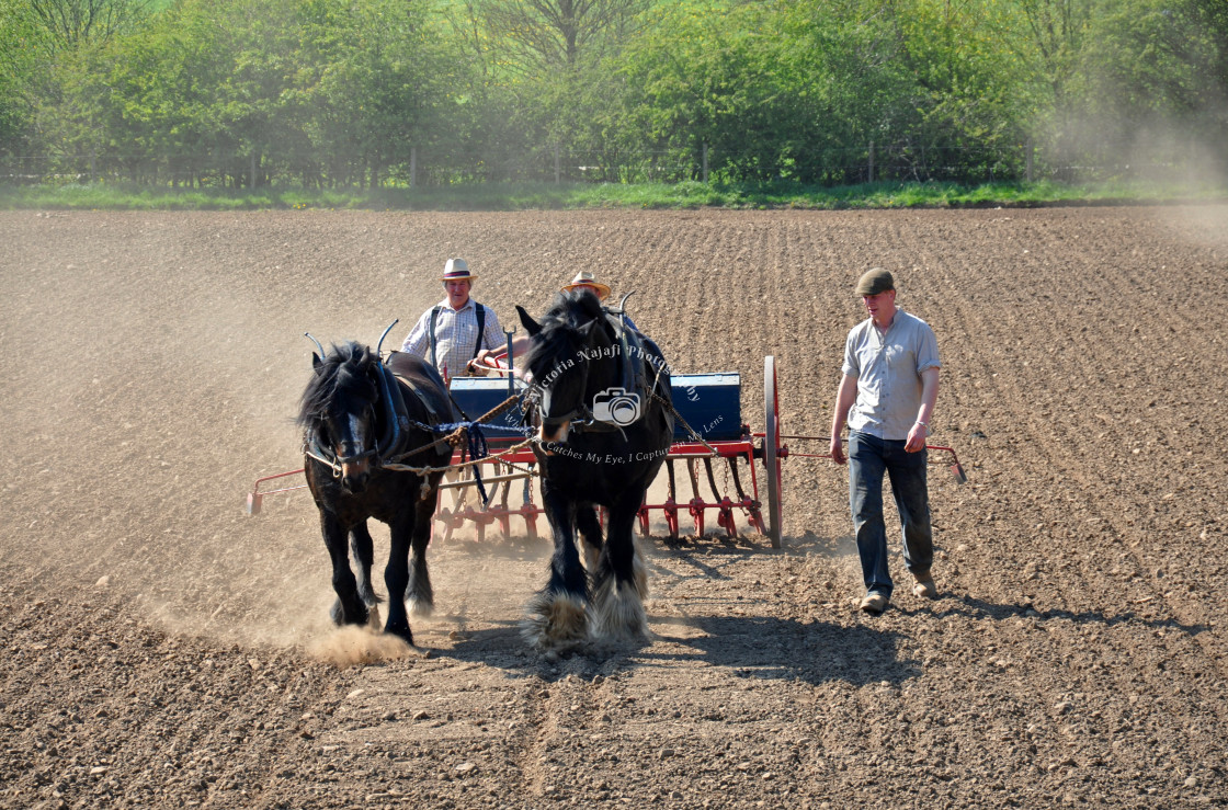 "Traditional Ploughing" stock image