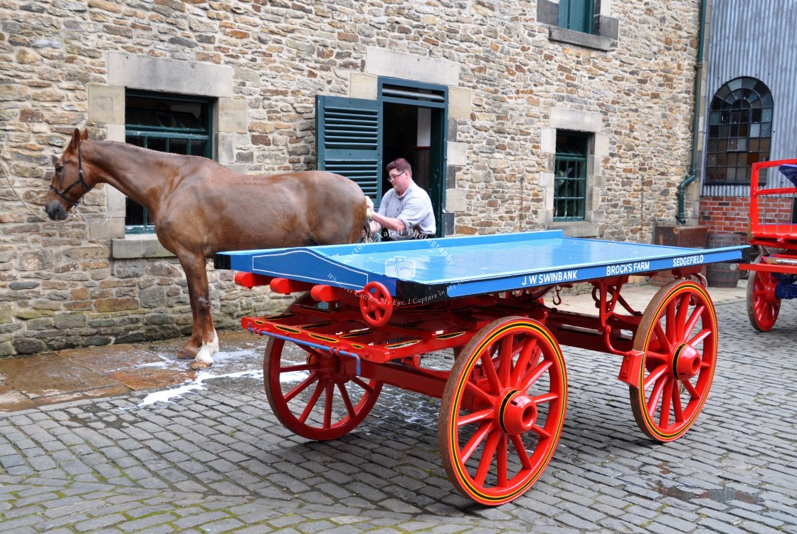 "Washing the Horse" stock image