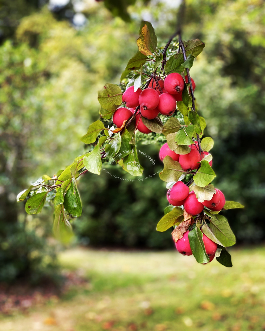 "Crab Apples" stock image